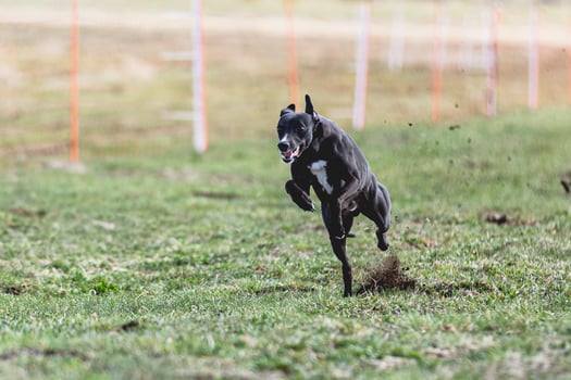 Whippet sprinter running straight on camera and chasing coursing lure on green field photo