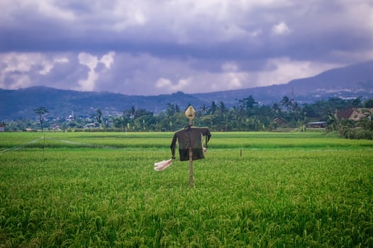 A scarecrow stands in a lush green rice field with a backdrop of mountains and cloudy skies, creating a serene agricultural scene. Perfect for themes related to farming, nature, and rural landscapes photo
