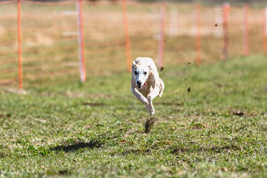 Whippet sprinter running straight on camera and chasing coursing lure on green field photo