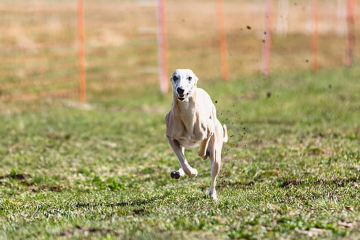 Whippet sprinter running straight on camera and chasing coursing lure on green field photo