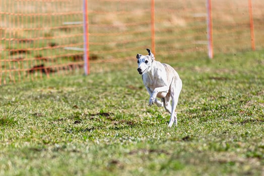 Whippet sprinter running straight on camera and chasing coursing lure on green field photo