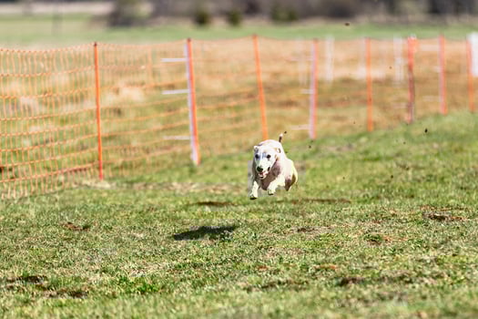 Whippet sprinter running straight on camera and chasing coursing lure on green field photo
