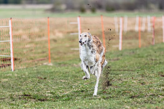 Borzoi dog running straight on camera and chasing coursing lure on green field photo