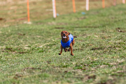 Pinscher dog running straight on camera and chasing coursing lure on green field photo