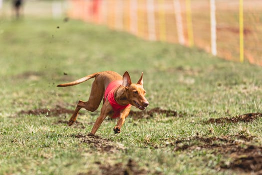 Cirneco Dell Etna dog running straight on camera and chasing coursing lure on green field photo