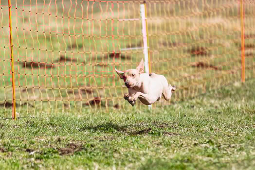 Peruvian heairless dog running straight on camera and chasing coursing lure on green field photo