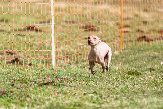 Peruvian heairless dog running straight on camera and chasing coursing lure on green field photo