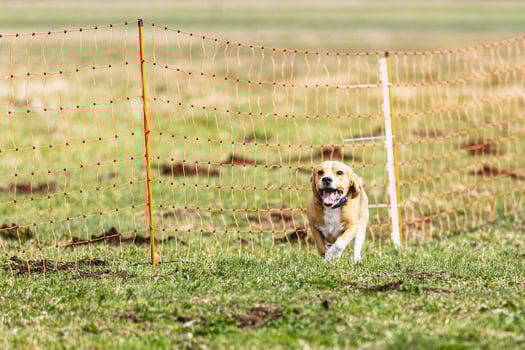 Beagle dog running straight on camera and chasing coursing lure on green field photo