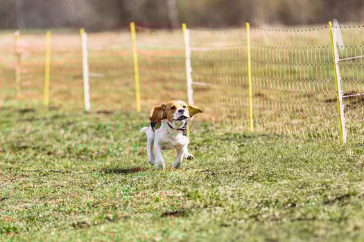 Beagle dog running straight on camera and chasing coursing lure on green field photo