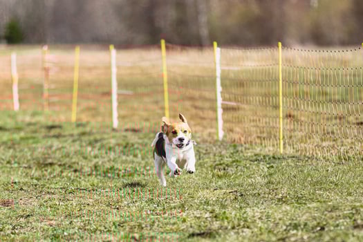Beagle dog running straight on camera and chasing coursing lure on green field photo