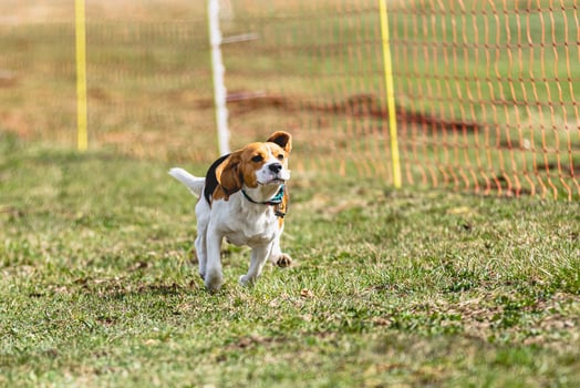 Beagle dog running straight on camera and chasing coursing lure on green field photo