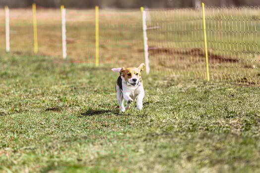 Beagle dog running straight on camera and chasing coursing lure on green field photo