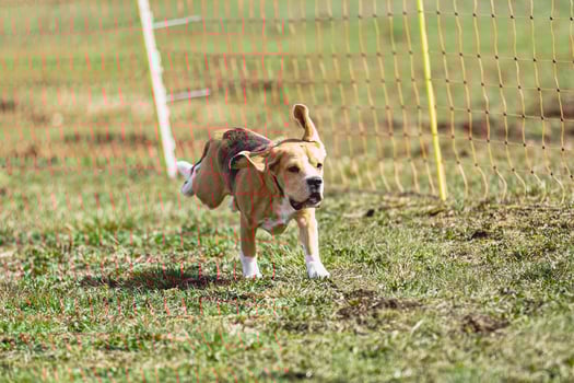 Beagle dog running straight on camera and chasing coursing lure on green field photo