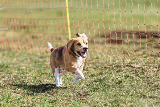 Beagle dog running straight on camera and chasing coursing lure on green field photo