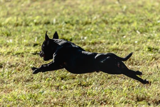 Staffordshire bull terrier flying while running on dog racing photo