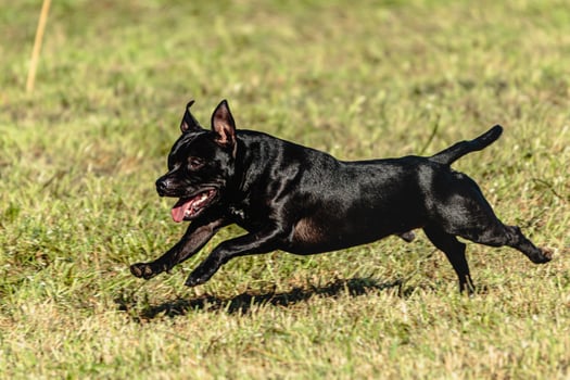 Staffordshire bull terrier flying while running on dog racing photo