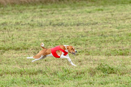 Basenji dog running in a red jacket on coursing field photo