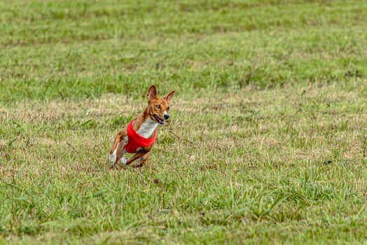 Basenji dog running in a red jacket on coursing field photo