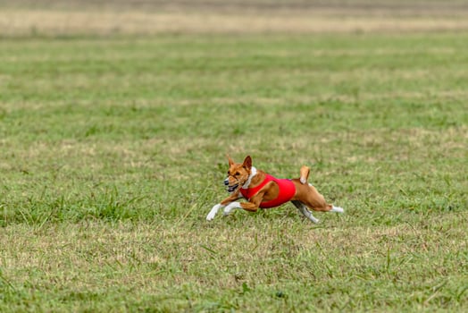 Basenji dog running in a red jacket on coursing field photo