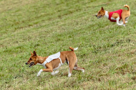 Basenji dogs running in a red and white jacket on coursing field photo