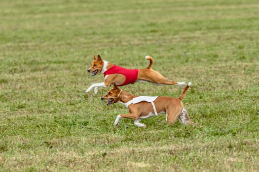 Basenji dogs running in a red and white jacket on coursing field photo