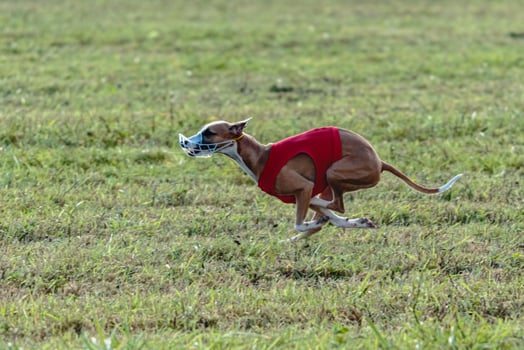 Whippet dog running in a red jacket on coursing field photo