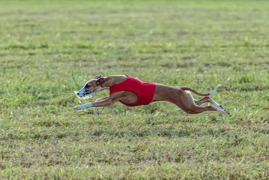 Whippet dog running in a red jacket on coursing field photo