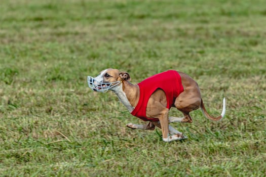 Whippet dog running in a red jacket on coursing field photo