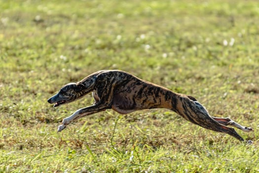 Whippet sprinter dog running and chasing on the field photo