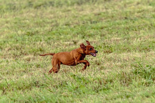 Pinscher dog running and chasing coursing lure on field photo
