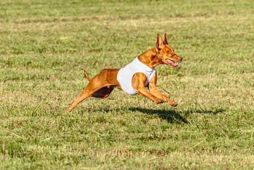 Pharaoh Hound dog running in white jacket on coursing field photo