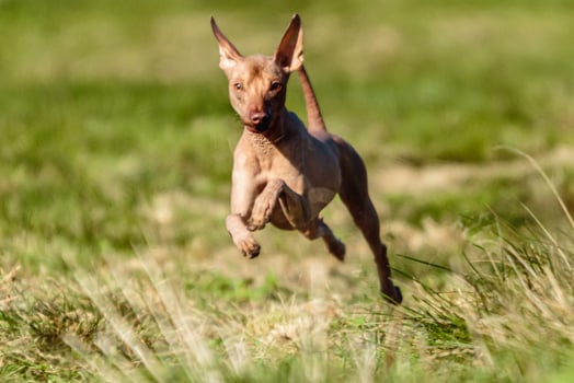 Peruvian hairless dog running straight at the camera photo
