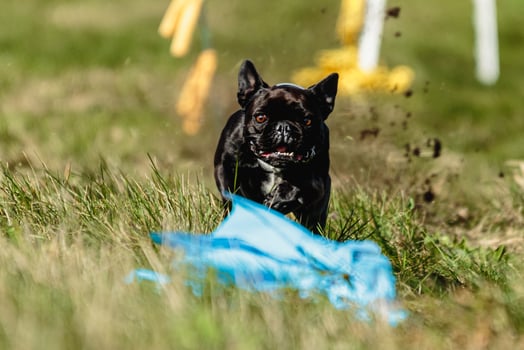French bulldog running and catching lure on competition photo