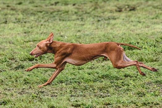 Cirneco dell etna dog running fast and chasing lure across green field at dog racing competion photo