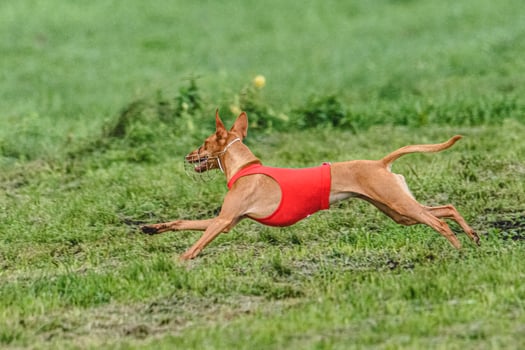 Cirneco dell etna dog running fast and chasing lure across green field at dog racing competion photo