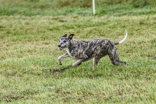Whippet dog running fast and chasing lure across green field at dog racing competion photo