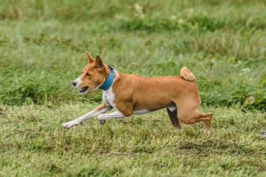 Basenji dog running fast and chasing lure across green field at dog racing competion photo
