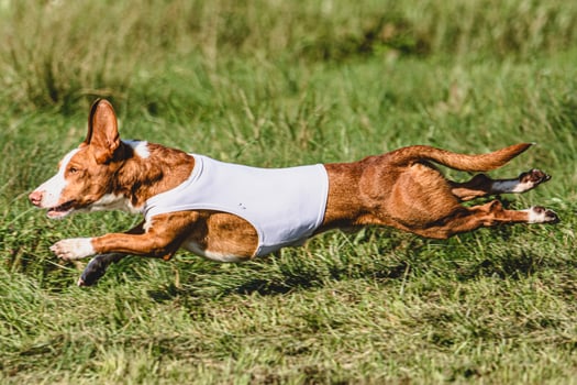 Dog running in green field and chasing lure at full speed on coursing competition photo