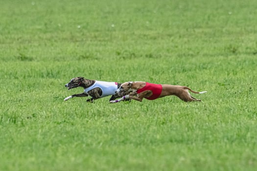 Whippet sprinter dogs running in red and white jackets on green field in summer photo