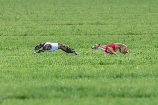 Whippet sprinter dogs running in red and white jackets on green field in summer photo