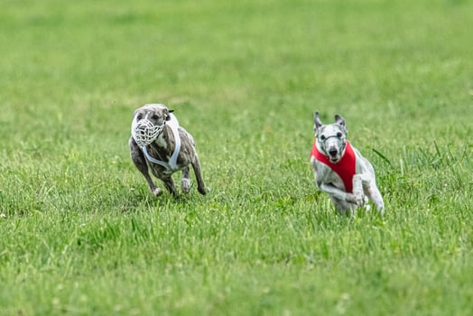 Whippet sprinter dogs running in red and white jackets on green field in summer photo