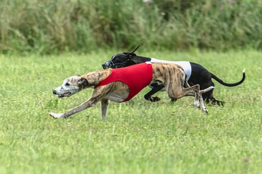 Whippet sprinter dogs running in red and white jackets on green field in summer photo