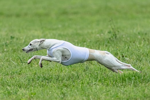 Whippet sprinter dog running in white jacket on green field in summer photo