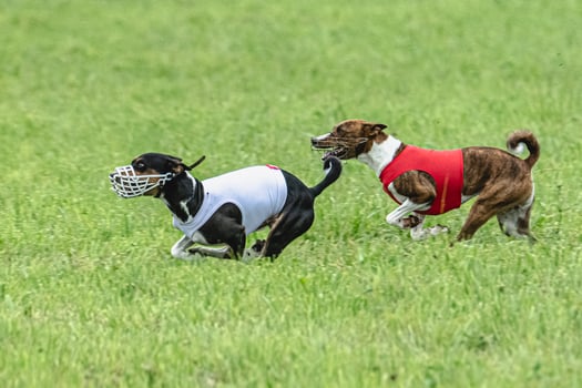 Two basenji dogs running in red and white jackets on green field in summer photo