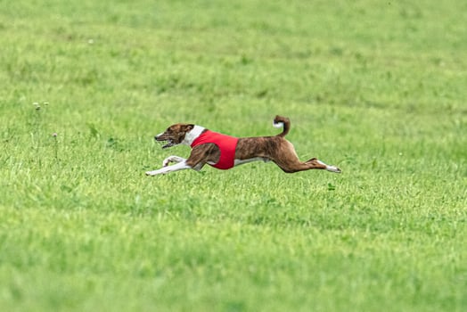 Basenji running full speed at lure coursing dog sport photo