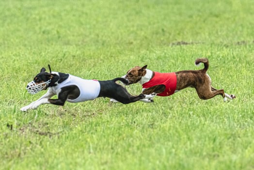 Two basenji dogs running in red and white jackets on green field in summer photo
