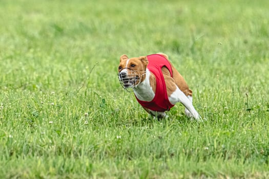 Basenji running full speed at lure coursing dog sport photo