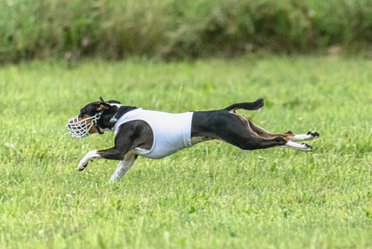 Basenji running full speed at lure coursing dog sport photo