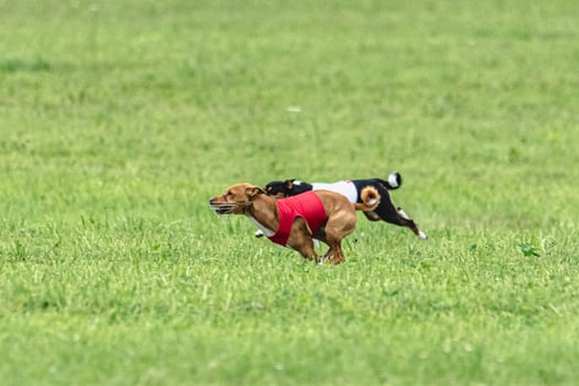 Two basenji dogs running in red and white jackets on green field in summer photo