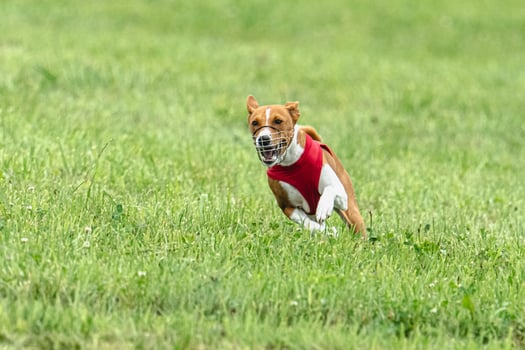 Basenji running full speed at lure coursing dog sport photo